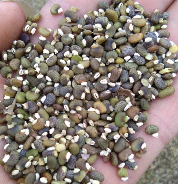 毛豆常見，山毛豆種植技術有哪些？