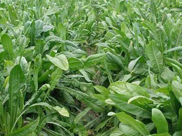 雜交育成的牧草種子，魯梅克斯種子的播種技術與方法