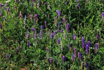 正確的種植沙打旺，需要注意的地方有哪些