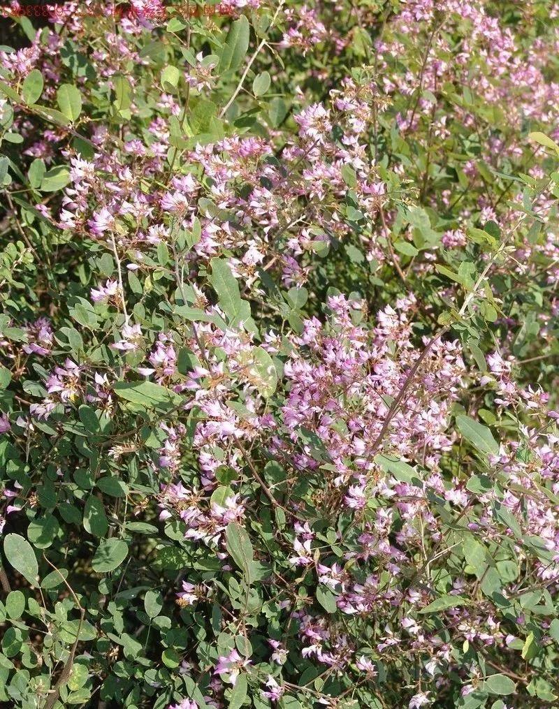 灌木種子—胡枝子基本介紹以及生態(tài)習(xí)性