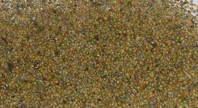 豬屎豆種植技術(shù)說明，什么時候種植最佳？