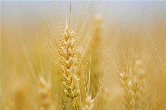 大麥的種植方法與田間管理技術(shù)‖病蟲害防治有哪些