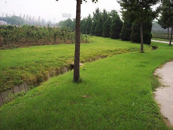 野牛草種植技術以及養護管理方法有哪些