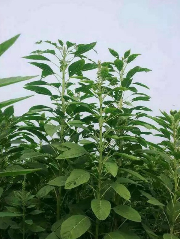 籽粒莧是一種什么植物，又什么作用