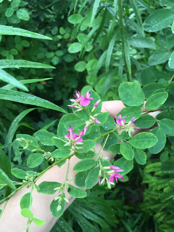 耐寒性較好—二色胡枝子栽培技術要點