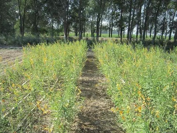 豬屎豆栽培技術(shù)與管理應(yīng)用方法