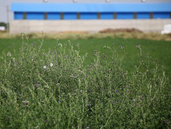 紫花苜蓿牧草種子種植技術及在畜牧生產中的應用