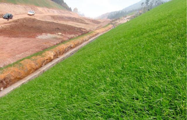 一次種植，多次收益的優質牧草——多年生黑麥草