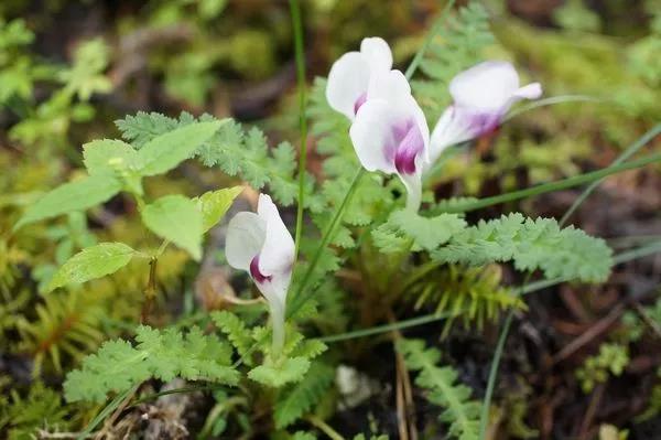 “小米草”的養(yǎng)護(hù)方法與播種繁殖
