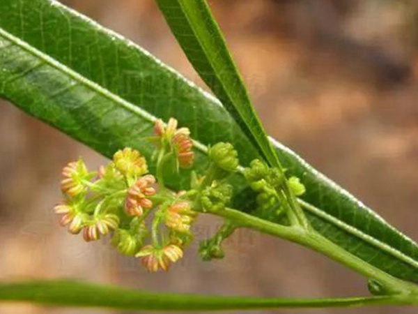 車桑子基本詳情介紹以及一車桑子的插花作品