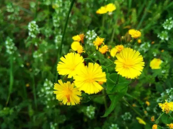 苦荬菜簡單介紹與營養(yǎng)價值