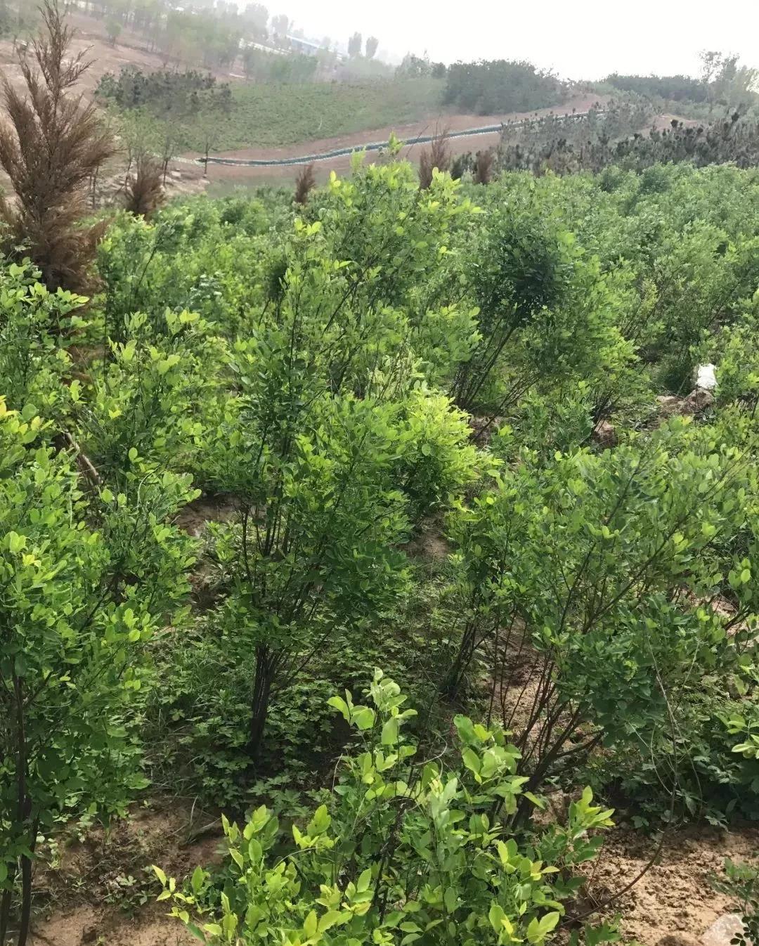 灌木種子—胡枝子基本介紹以及生態(tài)習(xí)性