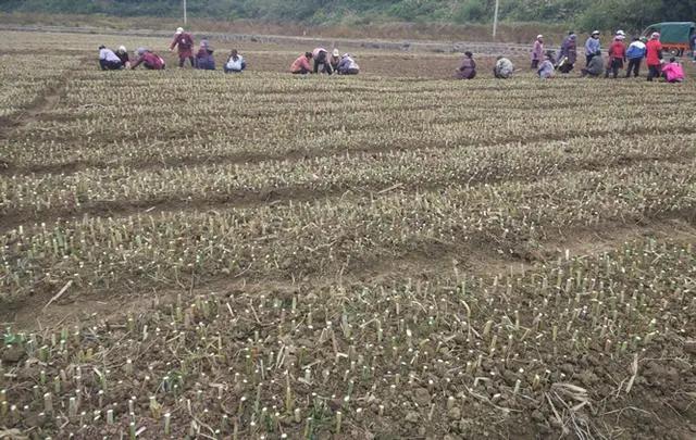 皇竹草養豬、喂雞可降低成本增加收入，栽培方法！