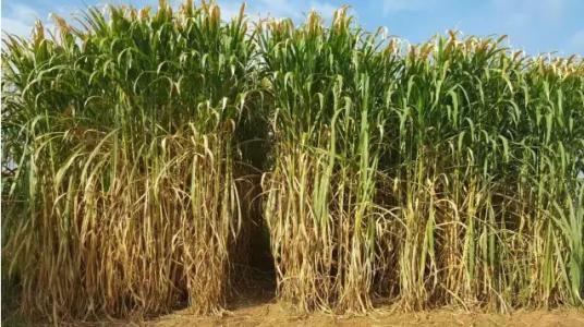 皇竹草的生長環(huán)境要求，種植特點分析