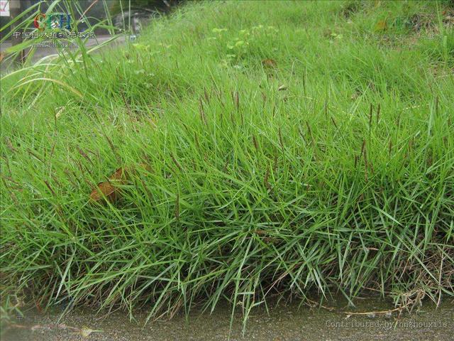 結縷草草坪草的經濟價值及其種植管理技術