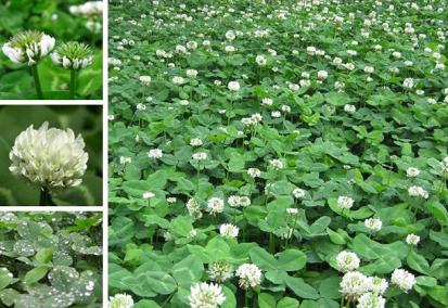 白三葉草栽培方法，這類牧草的栽種有哪些要求？