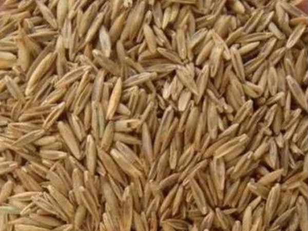 披堿草種植方法與管理技術