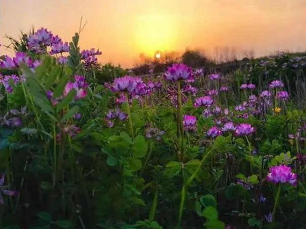 誤入人間的天使——紫衣花海的紫云英