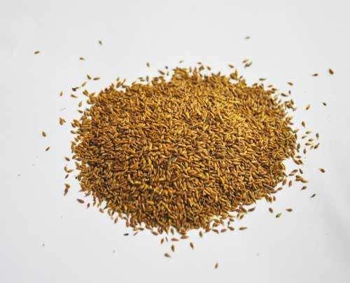 優(yōu)質草坪草——結縷草經濟價值與播種技術