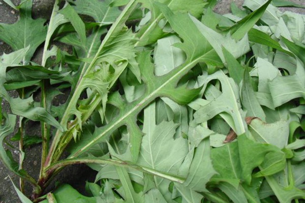 苦荬菜種子怎么進行種植比較好？