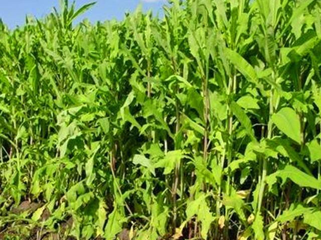 籽粒莧的飼用價(jià)值和種植方法管理技術(shù)