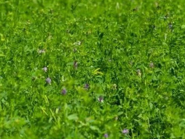 紫花苜蓿最佳種植時間是什么時候?   