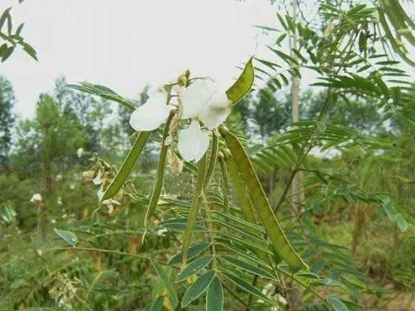 山毛豆繁殖方法以及習性特點