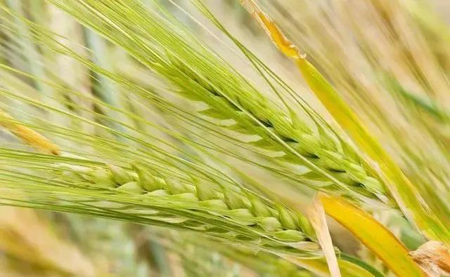 啤飼大麥病蟲害，防治研究方法有哪些，這里有幾個方法