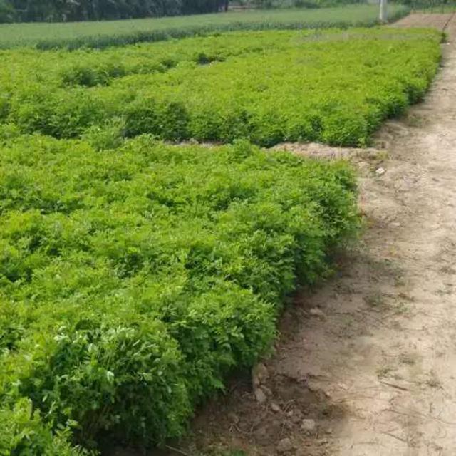 紫穗槐育苗產(chǎn)苗量高，繁育時(shí)間短，生長(zhǎng)速度快