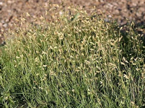 野牛草草坪建植特點以及介紹