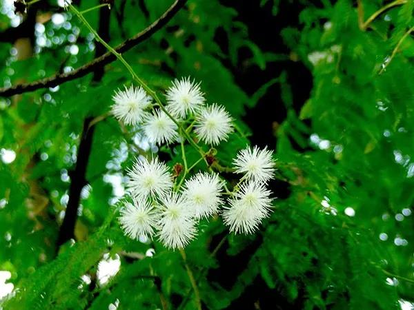 賞花——【銀合歡】主要價值