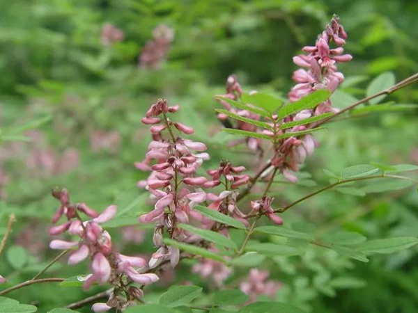 多花木蘭--常用護坡灌木種子栽培技術