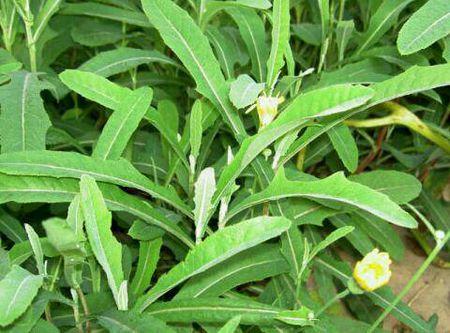 苦荬菜怎樣種植效果好？怎么種植可以高產量