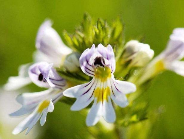 要想小米草種的好，要學會種植的技巧與方法