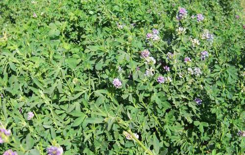 紫花苜蓿的市場批發價格以及播種方法