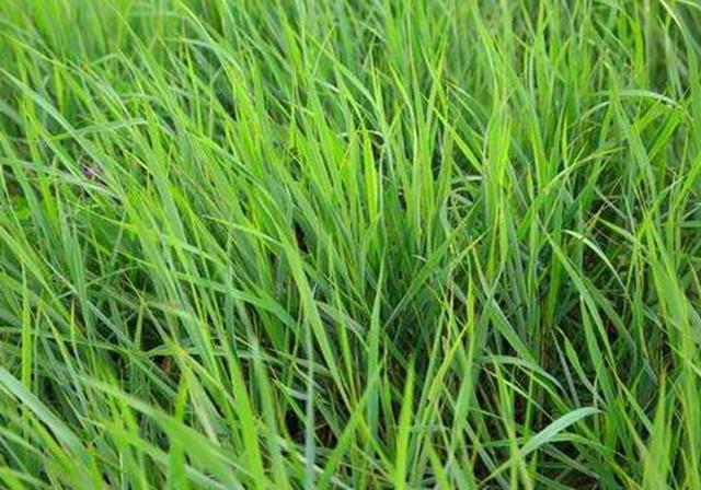 耐活堿草農作物，要知道它的生物特性，種植起來很簡單