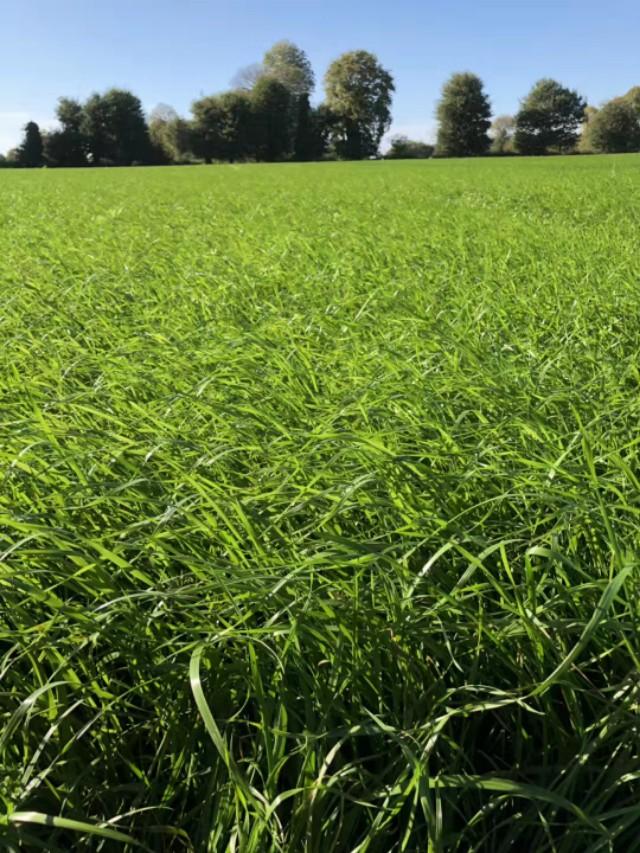 耐寒牧草種子～冬牧70黑麥