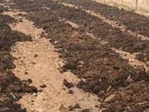 墨西哥玉米草出苗成活率是什么原因，怎么樣提高成活率？