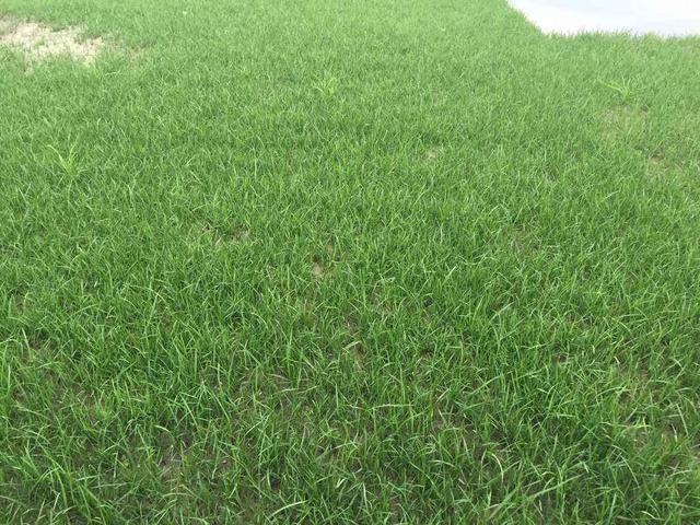 草坪綠化中的王者，護坡能力強大的的剪股穎草種