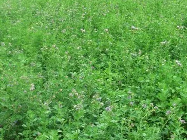 進口紫花苜蓿種子播種時間與管理方法