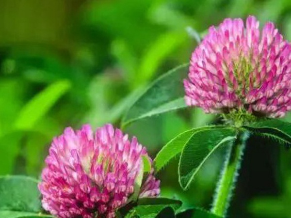 十種優質牧草及其栽培技術與方法