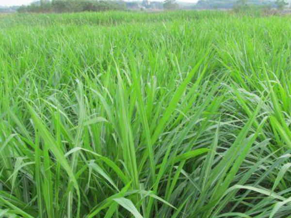 最適合養(yǎng)牛的四種牧草有哪些