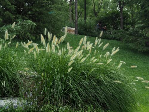 狼尾草種植技術是什么，有什么需要注意的