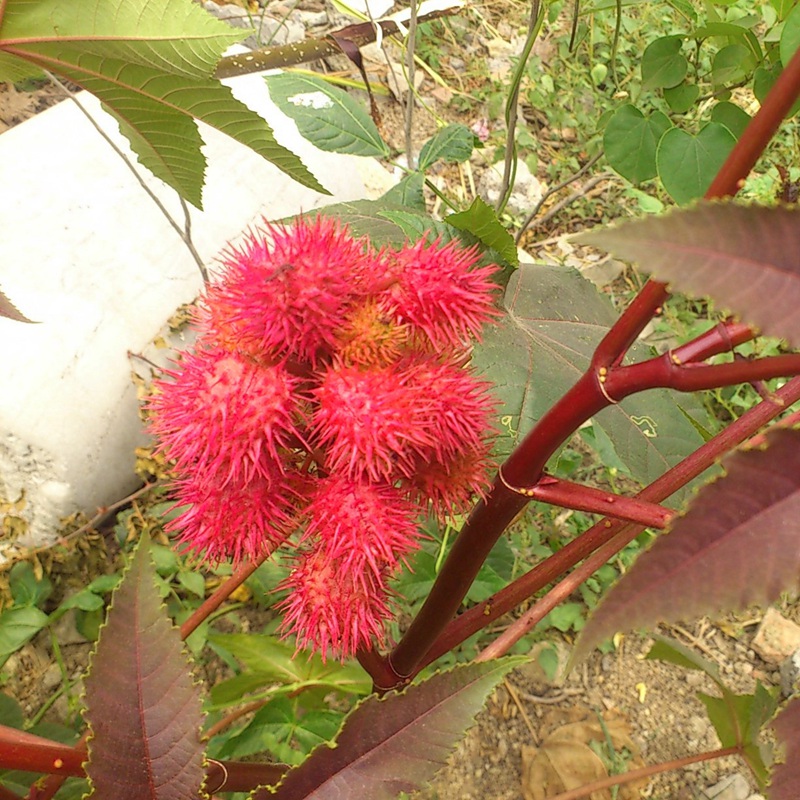 紅色蓖麻