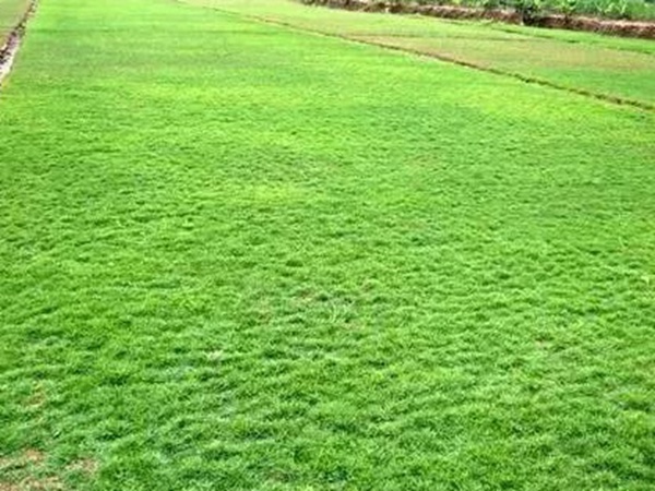 不同氣候地區怎么選擇綠化草種？有什么好的方法？