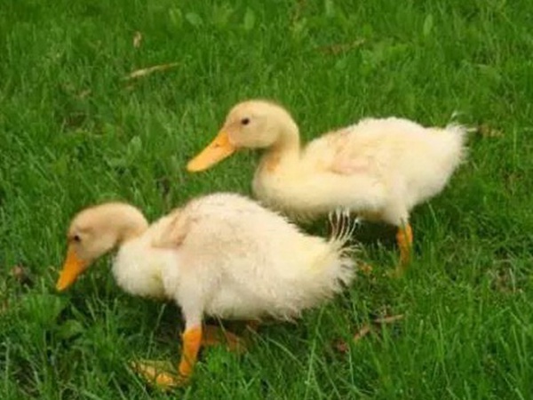 優(yōu)質(zhì)牧草種子一年生黑麥草栽培技術(shù)與播種方法