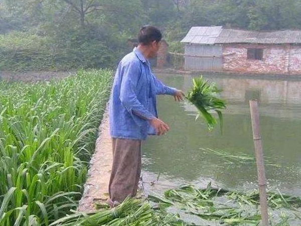 養(yǎng)魚種什么草種好？皇竹草喂草魚效果好，有什么方法