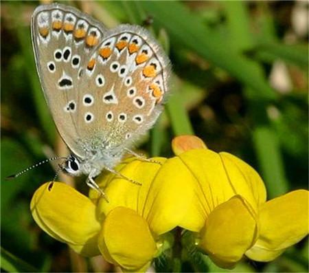 百脈根的主要價值有哪些？有何作用？