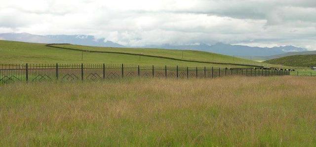 優(yōu)質(zhì)牧草——披堿草，具有不同的經(jīng)濟(jì)價值