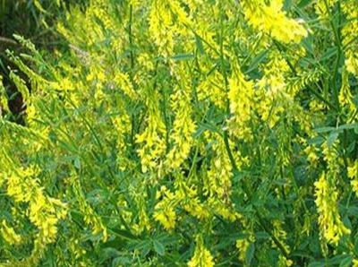 草木犀種植方法及特點(diǎn)介紹，什么時(shí)候種植比較好